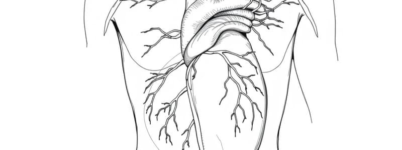 Histologie cardiovasculaire et lymphatique