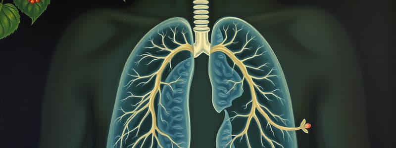 The Respiratory System Overview