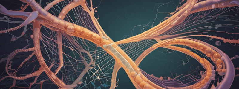 Folic Acid Deficiency and Neural Tube Defects