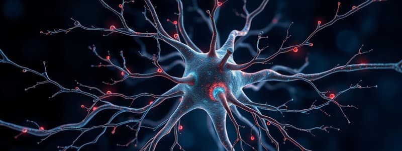 Multipolar Neuron Label Diagram