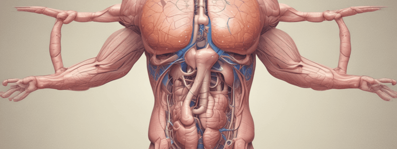 Male Reproductive System Quiz made from notes