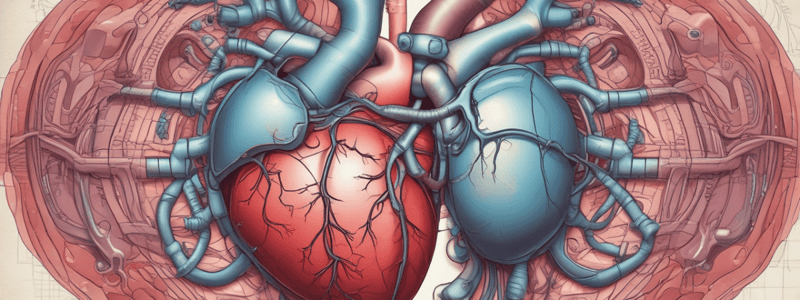 Chordae Tendinae in AV Valves