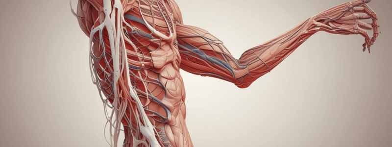 Ninja Nerd - Circulatory System | Arteries & Veins of the Upper Limb | Vascular Arm Model