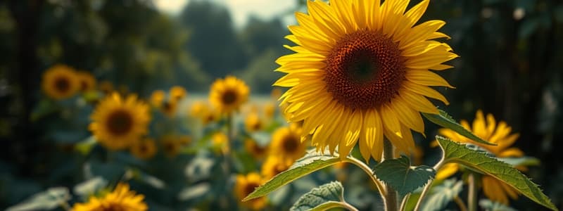 Growing Sunflowers Guide