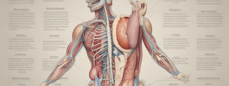 Gastrointestinal System: Inguinal Region and Hernias