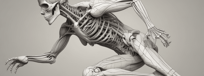 Human Anatomy: Synovial Joints Movement