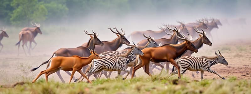 Animal Migration Quiz