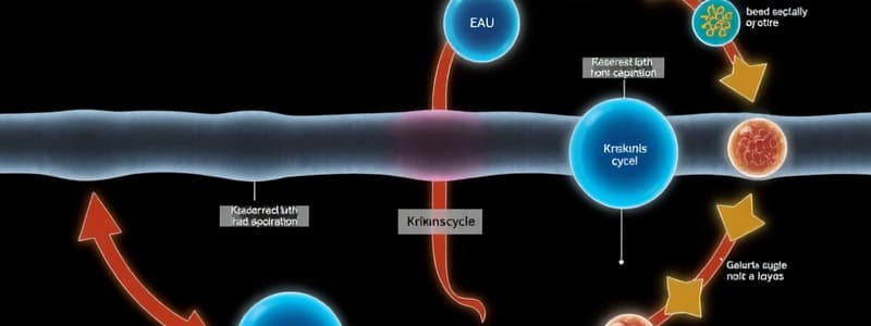 Cellular Respiration Overview