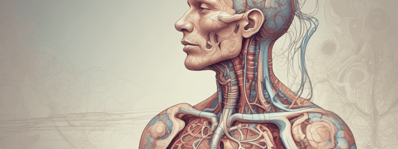 Respiratory System Anatomy