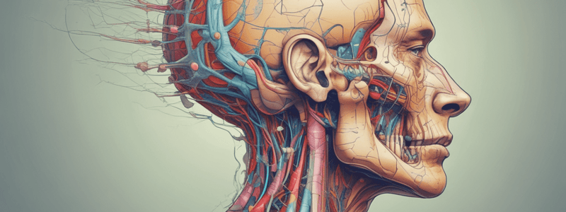 Cranial Nerves Functions