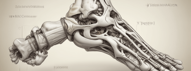 Anatomy of the Ankle and Foot