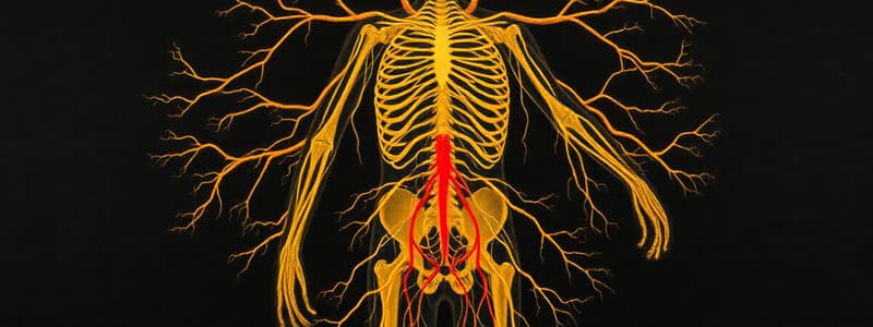 Autonomic Nervous System Overview