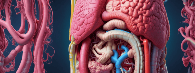 Digestive System Overview