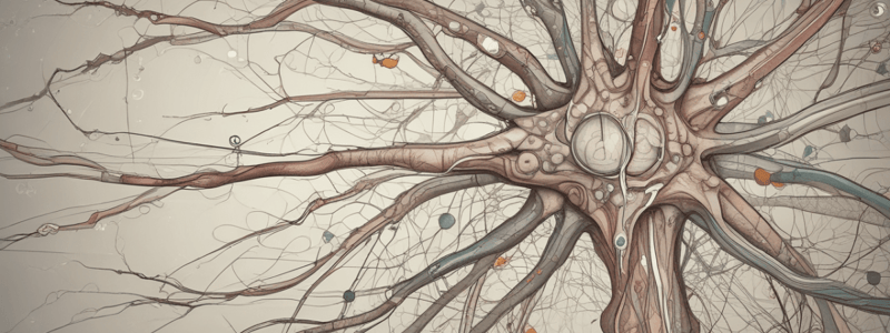 Neurophysiology Pt 2 Quiz