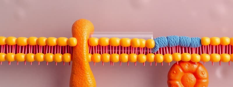 Transmembrane Transport of Molecules