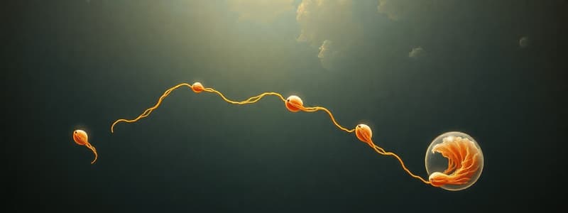 Sperm Migration and Capacitation