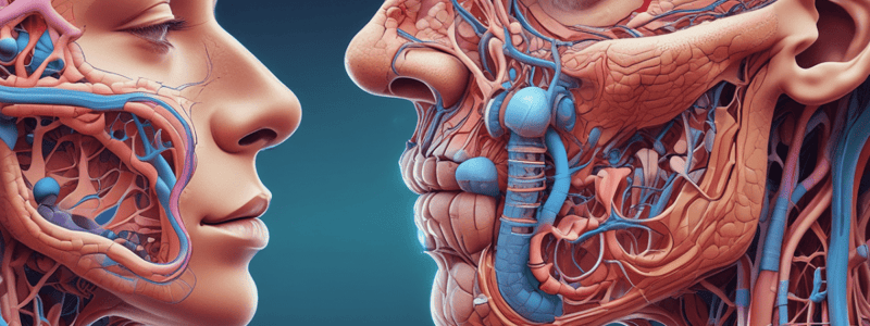 Respiratory System Anatomy: Nose Function and Structure