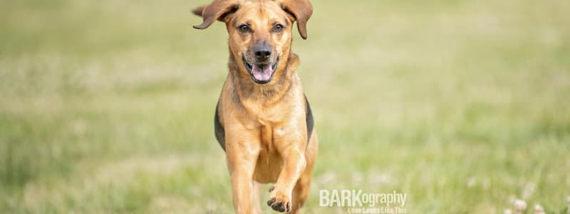 Is Your Dog's Behavior Holding You Back?