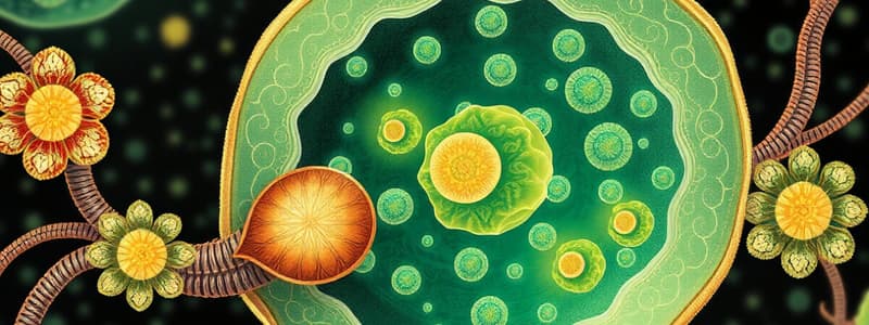 Mitochondria and Chloroplasts Overview