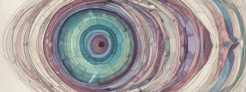 Embryonic Development Order of Structures Quiz