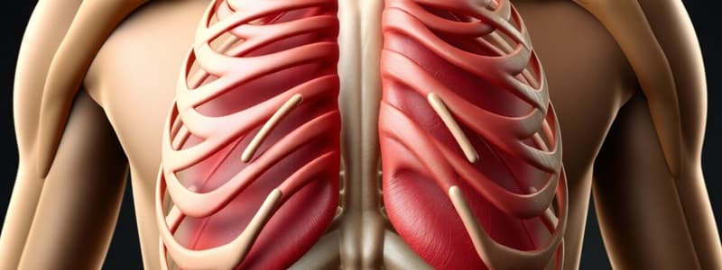 Intercostal Muscles and Breathing Mechanics