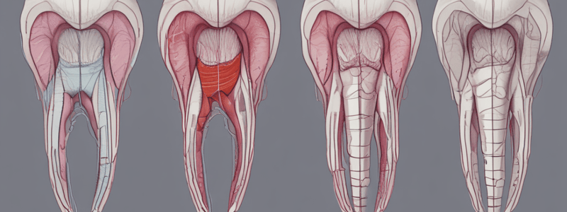 Tooth Development and Oral Biology