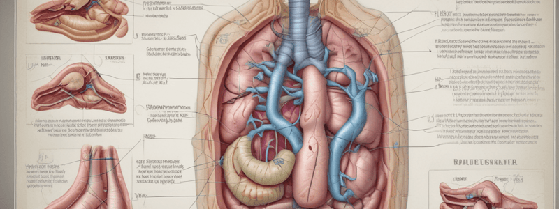 Anatomy of Bile Ducts