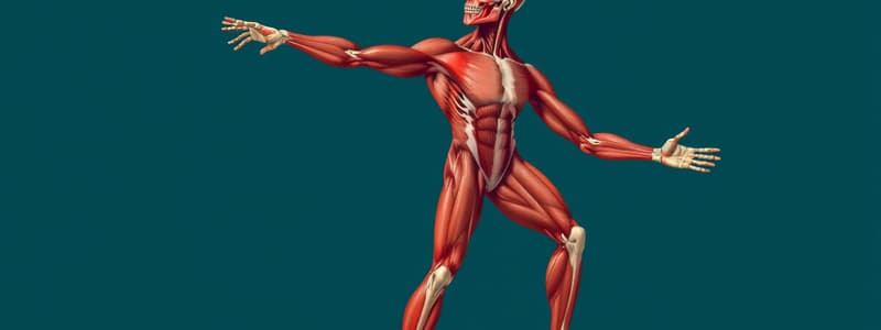 Superficial Layer Muscles Quiz