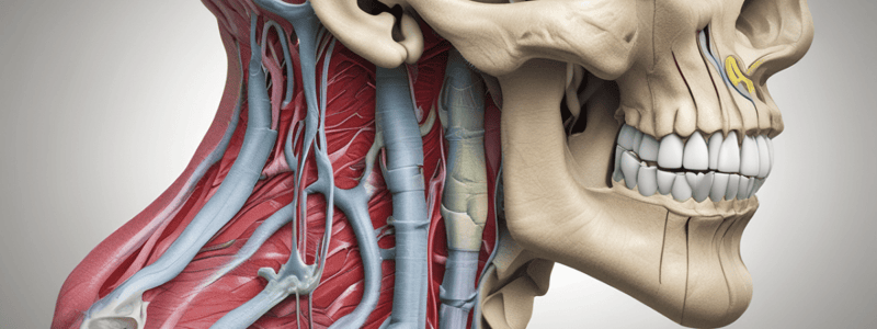 2nd Year Dental School: Human Anatomy Lecture 3, The Nasal Region