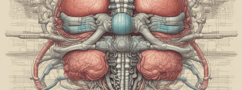 Anatomy of the Spinal Cord Meninges