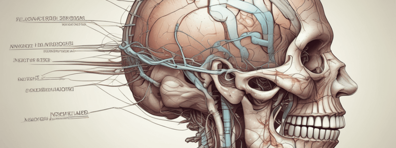 Cranial Nerves: Order, Functions, and Features