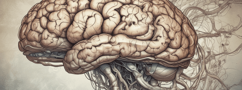 Anatomy LE 5: Cerebral Cortex and Higher Cortical Functions