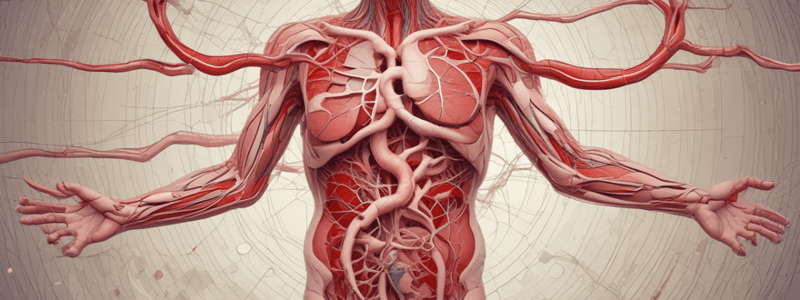 Cardiovascular System Circulation