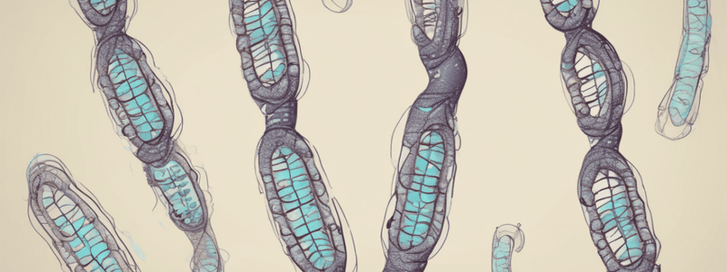 Genes Along Chromosomes