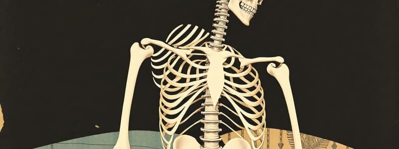 Functions and Composition of Bones