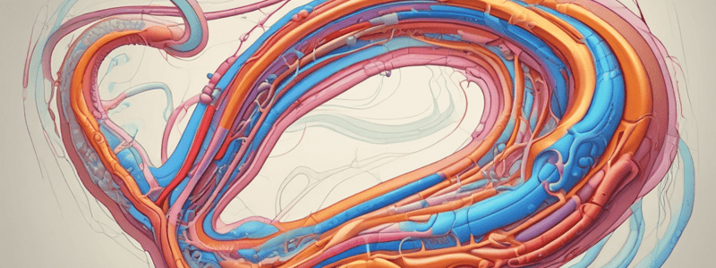 Distal Convoluted Tubule (DCT) in Nephron Function