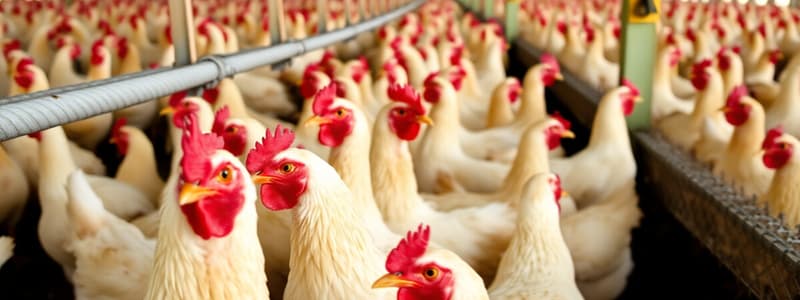 Broiler Production and Management in the Philippines