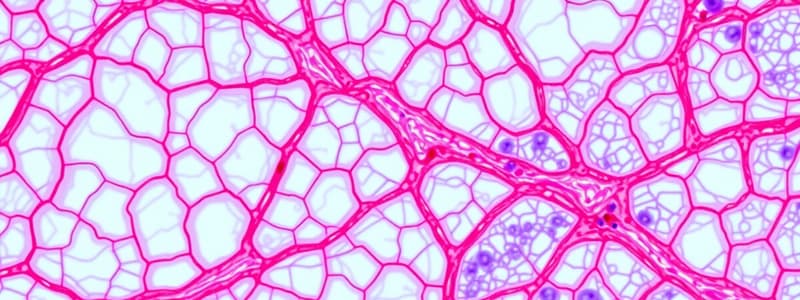 Connective Tissues Overview