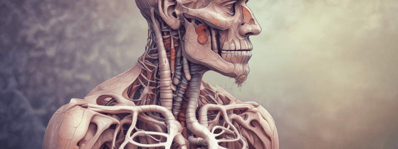 COPD: Chronisch-Obstruktive Lungenerkrankung