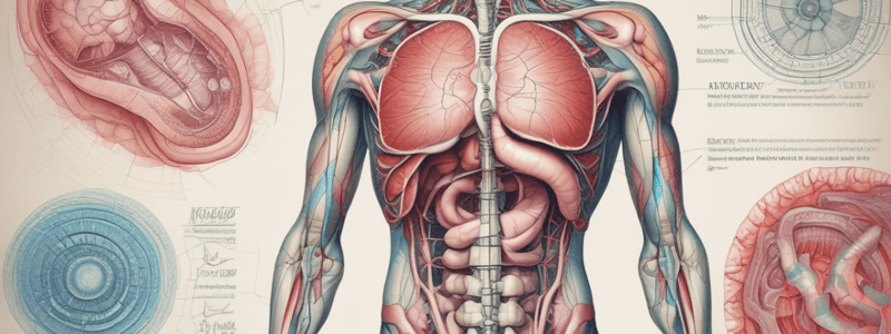 Large Intestine Structure and Characteristics