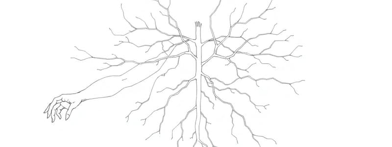 Motoneuroni e Muscolatura Sperimentale (Fisiologia 90)