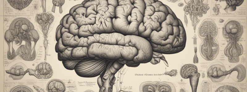 Brain Stem and its Functions