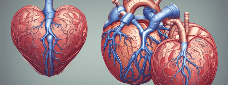 Heart Valves and Chambers