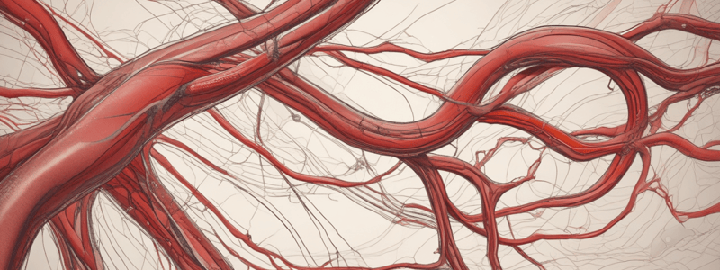 Blood Circulation: Arteries and Veins