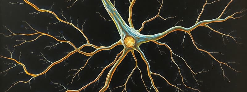 Sinapsi Neuromuscular i Etapes de la Vida