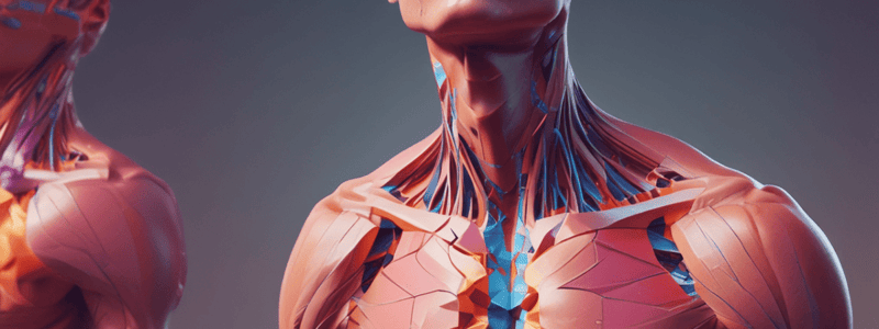 Anatomy and Divisions of the Neck Quiz