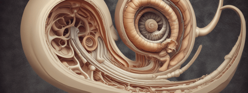 Anatomy: The Cochlea