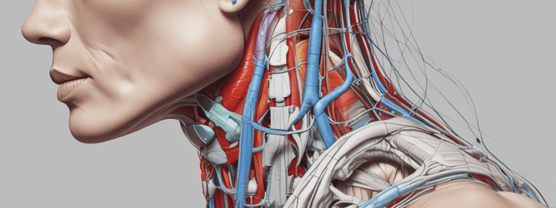 Neck Muscles Anatomy Quiz