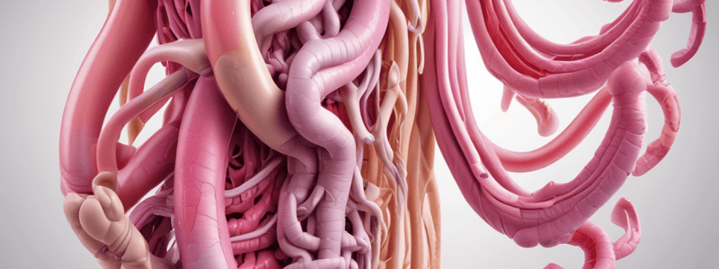 Intestines Anatomy Quiz