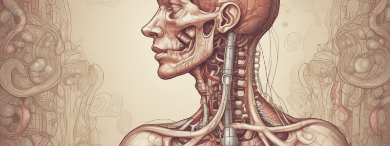 Functions of the Digestive System